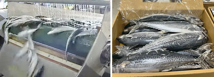 サバ、ブリ、カワハギなど20 種類の魚を扱う