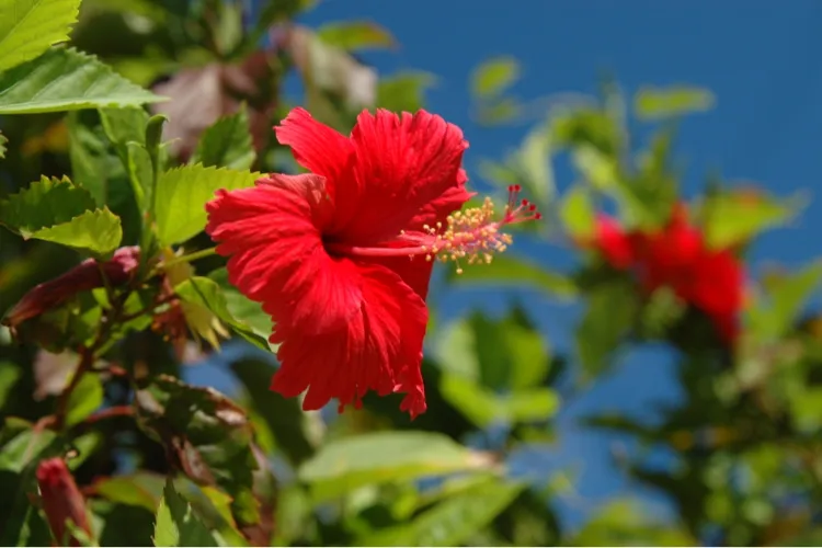 お客様へのメッセージ