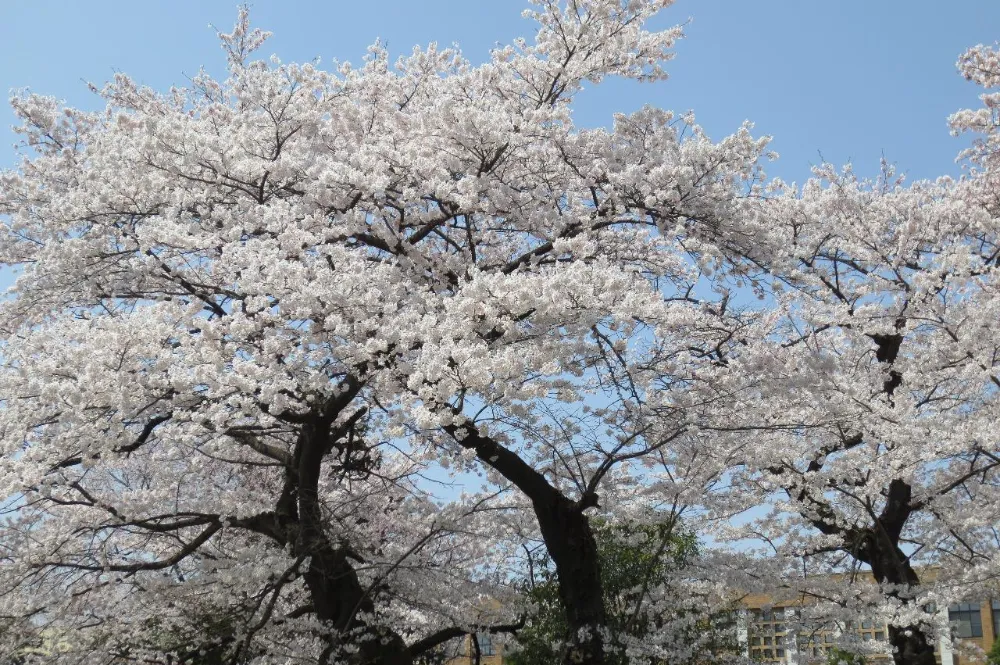 新山英彦税理士事務所